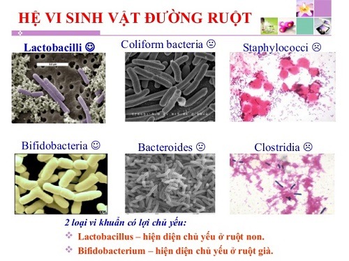 Hệ vi sinh vật đường ruột thuoctotso1.com