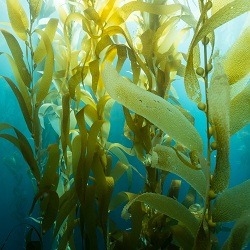 chiết xuất tảo biển thành phần thiên nhiên thuoctotso1